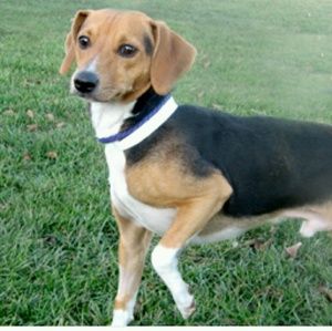 Meet your Posher, Max